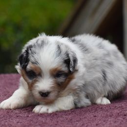 Girl 1 - Blue merle female Australian Shepherd puppy in Pilot, Virginia from Obsidian Australian Shepherd