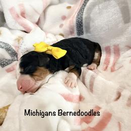 Yellow girl - Tri-color female Bernedoodle puppy in Temperance, Michigan from Michigans Bernedoodle’s
