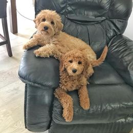 Goldendoodle and Poodle Puppies from Gorgeous Goldendoodles