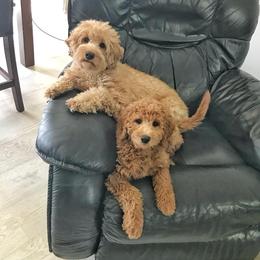 Goldendoodle and Poodle Puppies from Gorgeous Goldendoodles