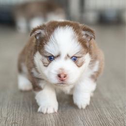 Romeo - Red and white male Pomsky puppy in San Mateo, California from The Pomsky Garden
