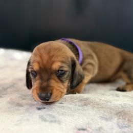 AKC Half Russian Purple Collar Female - Red female Dachshund puppy in Calera, Alabama from Southern Sky Dachshunds