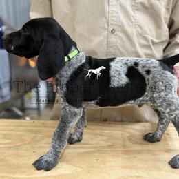 Mays Lime Green collar - Black roan male German Shorthaired Pointer puppy in Six Mile, South Carolina from The Proper Pointer Co.