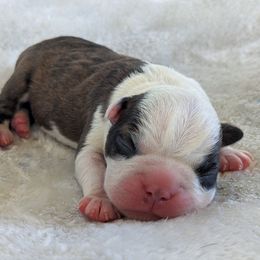 Whiskey - Brindle and white male Boston Terrier puppy in Perry, Oklahoma from Sitsler Bostons