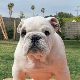 Bulldogs from MC Bulls