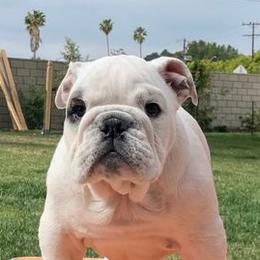 Bulldogs from MC Bulls