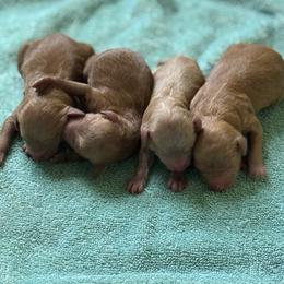 Female 1 - Red  female Poodle puppy in Bettendorf, Iowa from Red Door Poodles
