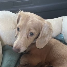 Pixie - Dachshund