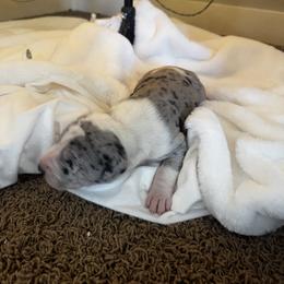 Breck - Merlequin male Great Dane puppy in Littleton, Colorado from Denver Danes