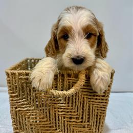 Peach - Parti female Goldendoodle puppy in Kenansville, North Carolina from J+A Family Doodles