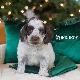 Corduroy - Chocolate male Australian Labradoodle puppy in Redding, California from Shasta Royal Monroe Puppies