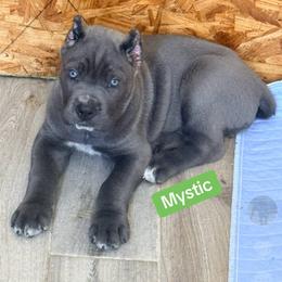 Mystic - Gray male Cane Corso puppy in Waxahachie, Texas from A&M Kennels