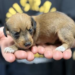 Wire coat Red girl - Red female Dachshund puppy in Nashville, Arkansas from Whisenhunt Farms
