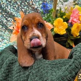 Paul - Mahogany and white male Basset Hound puppy in Big Rapids, Michigan from Basket Hound Bassets