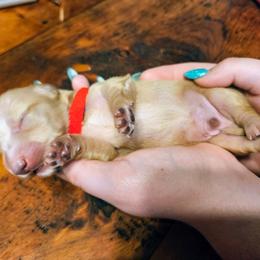 Willie Nelson - Cream male Dachshund puppy in Mayport, Pennsylvania from Debbie's Dachshunds