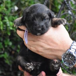 Purple collar Female - Black and red female German Shepherd puppy in Marianna, Florida from Haus M Godwin