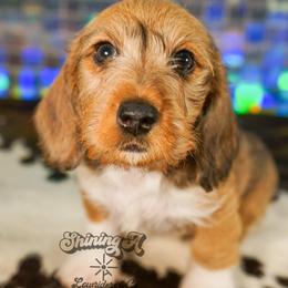 Tigger - Dapple male Dachshund puppy in Mc Neil, Arkansas from Shining A Lowriders & Co.