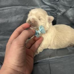 Dewey - White male Shih Tzu puppy in Manquin, Virginia from Koda Bears Cubs