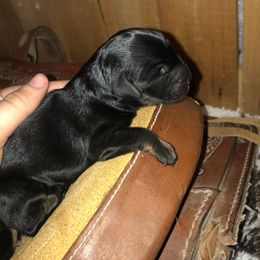 Girl 1 - Aussiedoodle puppy in Paint Rock, Alabama from Kotah’s Kennels