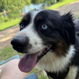 Nysin - Miniature Australian Shepherd