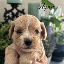 Aspen - Apricot male Cavapoo puppy in Grove, Oklahoma from Rocky Oak Cavaliers & Biewer Terriers LLC