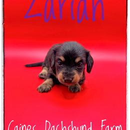 Zariah - Black and cream female Dachshund puppy in Cincinnati, Ohio from Caines Dachshund Farm