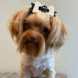 Boy 1 - Tan male Yorkshire Terrier puppy in Los Angeles, California from 818 Yorkies