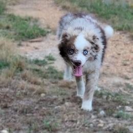 Slush - Merle male Pomsky puppy in Gladstone, Virginia from Rustic Charms Miniature Huskys
