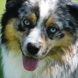 Rip - Australian Shepherd