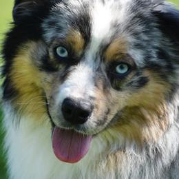 Rip - Australian Shepherd