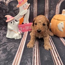 Boy 2 - Apricot male Goldendoodle puppy in Bucyrus, Missouri from Hill Top Pomskies