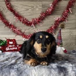 Goose - Black and cream male Dachshund puppy in Indianapolis, Indiana from Homegrown Hoosier Kennels
