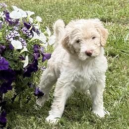 Paisley - Cream female Aussiedoodle puppy in Lavonia, Georgia from H & A Kennels