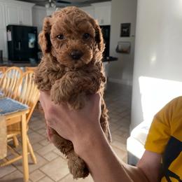 Maltipoo Puppies from Piper N Penny