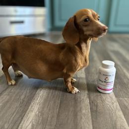 Dachshund Puppies from Ranchy Doxies