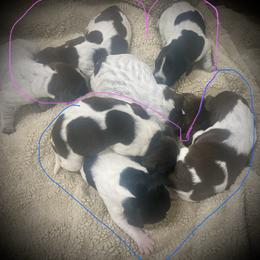 Puppy 4 Yellow Available - Liver roan female German Shorthaired Pointer puppy in Hardeman County, Tennessee from Howell Farm GSP