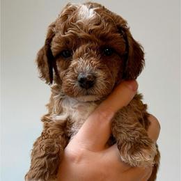 Lightning - Red  male Goldendoodle puppy in De Pere, Wisconsin from Kinzor Kennels