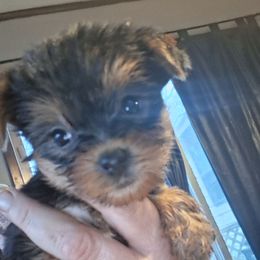 Goldie - Black and tan female Yorkshire Terrier puppy in Jacksonville, Arkansas from Royal Yorkie Terrier