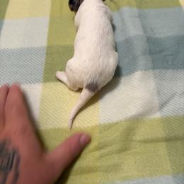 Girl 4 - Piebald female Dachshund puppy in Lexington, Tennessee from Nichols' Miniature Dachshund