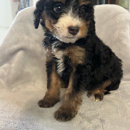 Brandi - Black tri-color female Aussiedoodle puppy in Lowville, New York from Adirondack Labradoodles