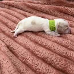 Cream Piebald Green 4000 LH Male - Piebald male Dachshund puppy in Fenton, Michigan from Always Darling Dachshunds