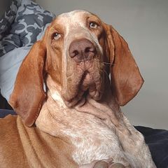 Bracco Italianos, Kleine Munsterlanders, and Spinoni Italiani from Lumpy's Kennels