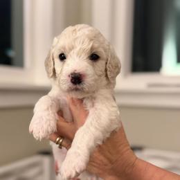Kona - Cream male Goldendoodle puppy in Polkton, North Carolina from Gaga's Doodles