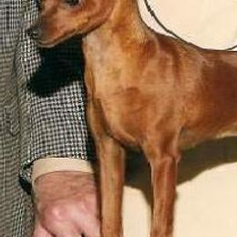 Miniature Pinschers from Cheristar