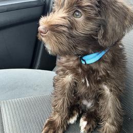 Moose - Liver male Miniature Schnauzer puppy in Fredericksburg, Virginia from Jentz Family Schnauzers