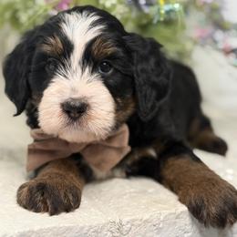 Zeus - Tri-color male Bernedoodle puppy in Yuciapa, California from AlltheDoodlez_
