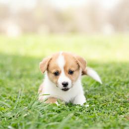Red Collar - Tennessee - Red male Pembroke Welsh Corgi puppy in Waverly Hall, Georgia from 6g Ranch Corgis