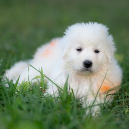 Lark - White female Maremma Sheepdog puppy in Conway, Missouri from 2J 2K Border Collies | Maremma Sheepdogs