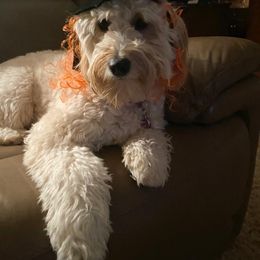 Goldendoodle and Golden Retriever All Grown Up from Servant Kennel