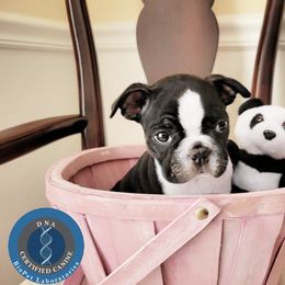 Boston Terrier Puppies from Our Gang Bostons